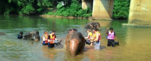 Washing Asian elephants in the river