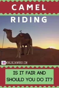 Camel Riding: Should you do it?
