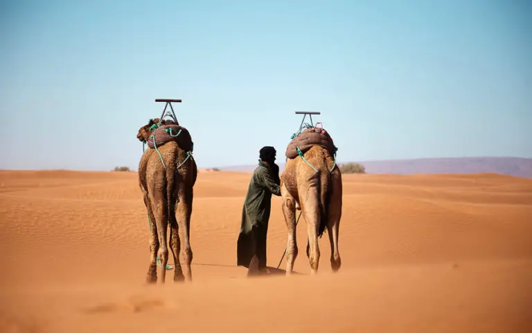 2 camels in desert by fabien-bazanegue