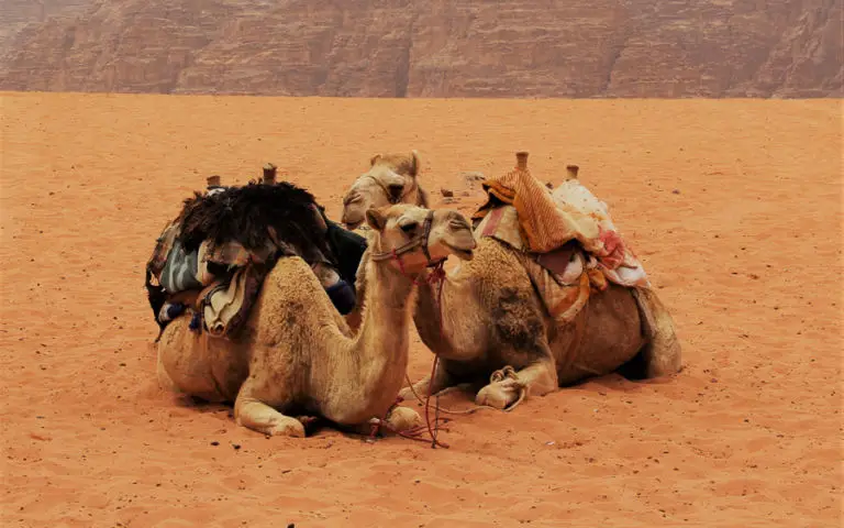 Camels by iris-de-waard