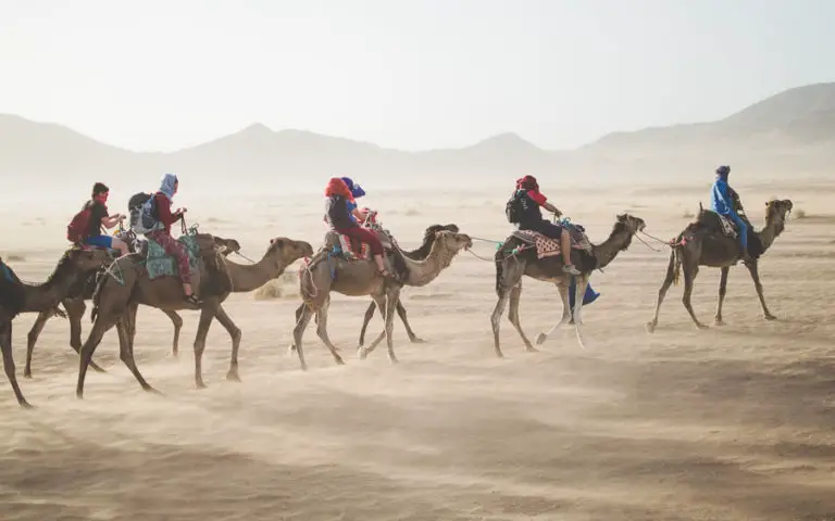 Camels trekking by vaida-tamosauskaite