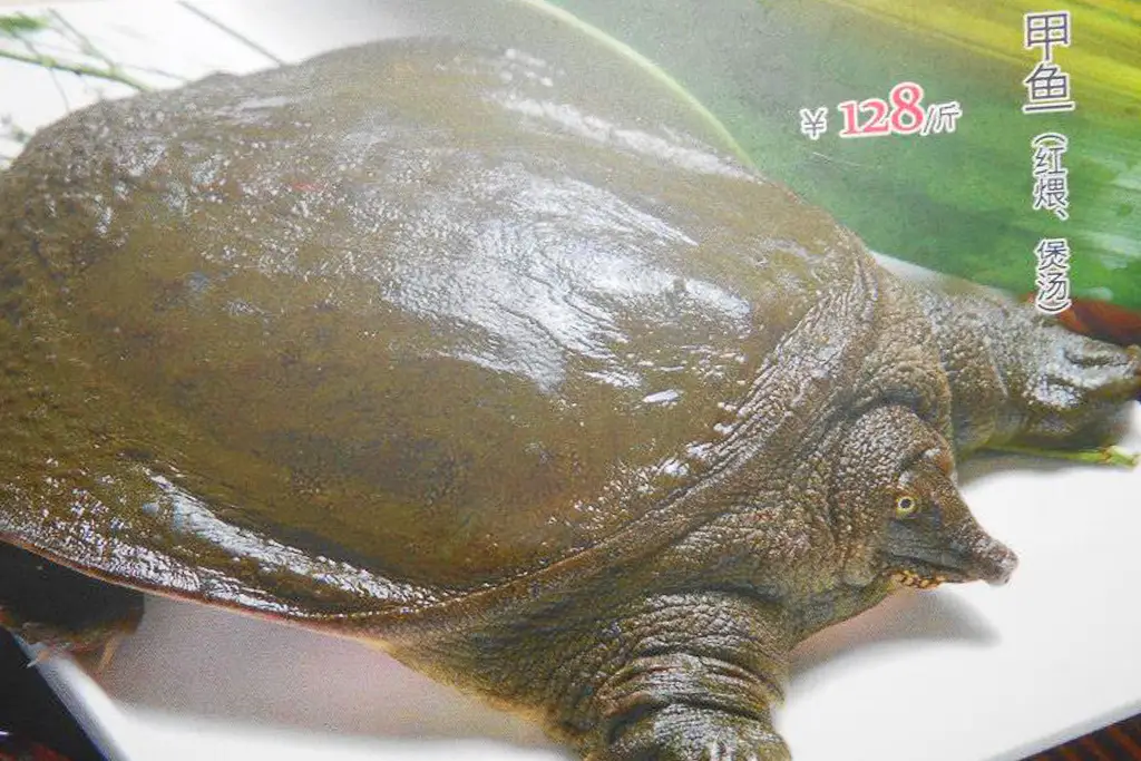Tortoise on menu in China