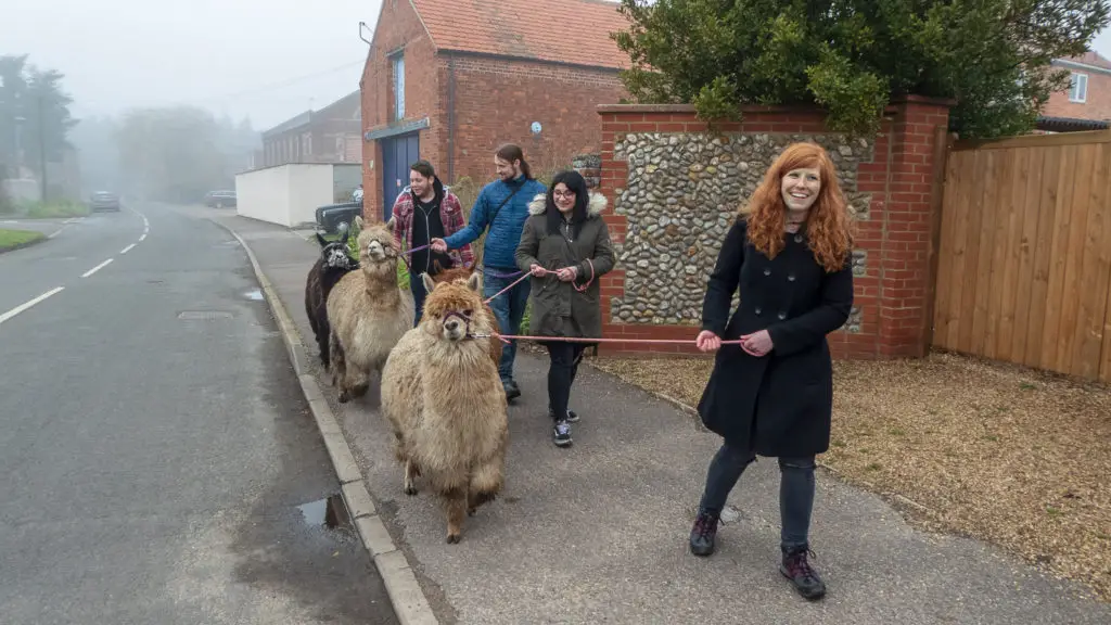 Group of people alpaca walking 