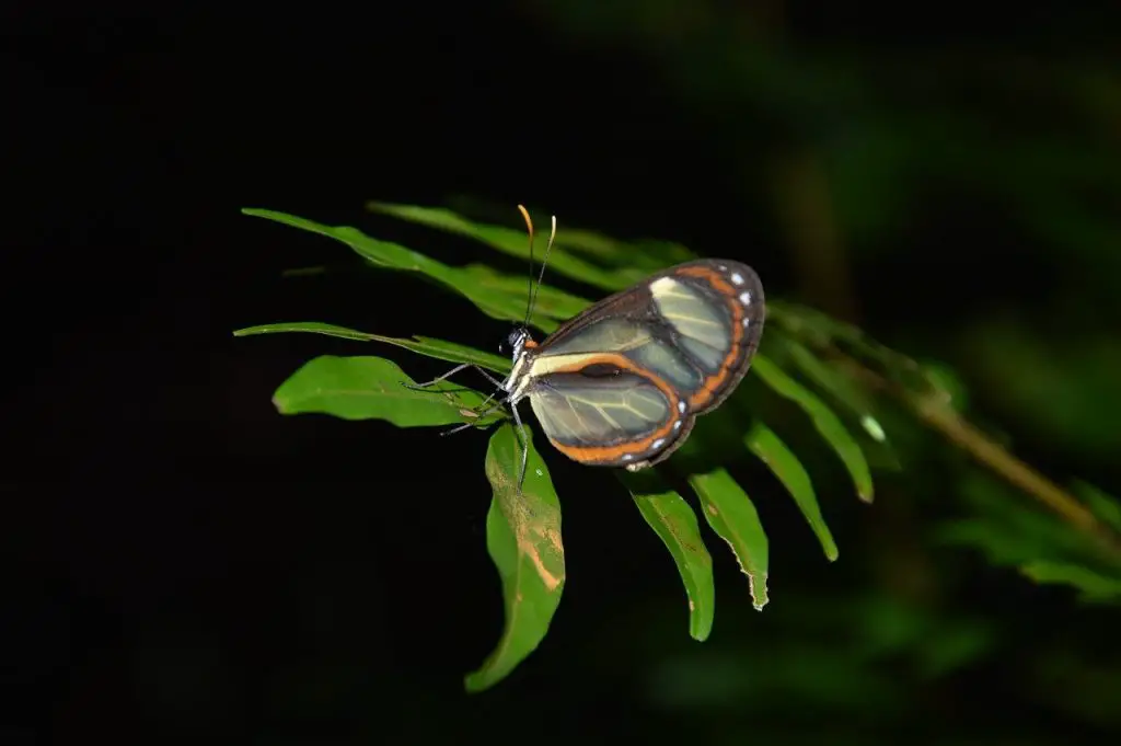 Butterfly in amazon
