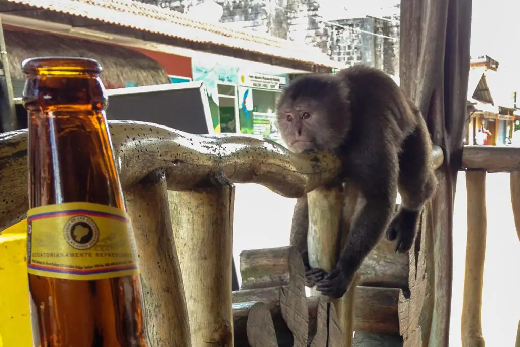 Monkey wants beer