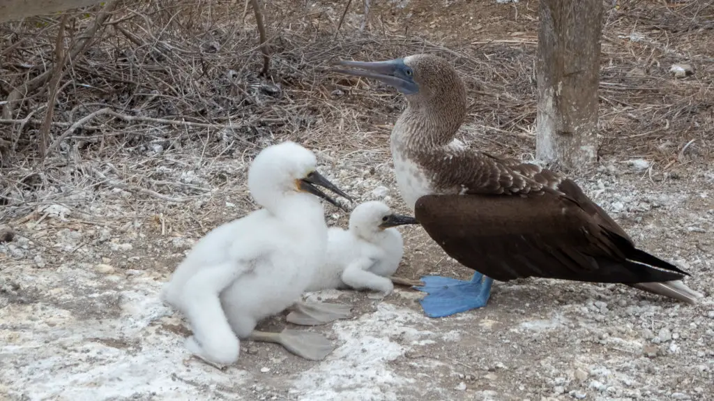Poor Man's Galapagos Isla de la Plata - Blue Footed Booby with offspring.