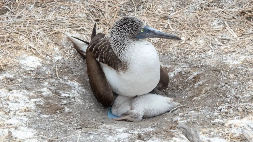 Blue Footed Booby on Isla de la Plata, Poor Man's Galapagos