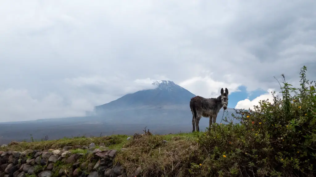Mountain and donkey: choosing a good tour company can be hard!