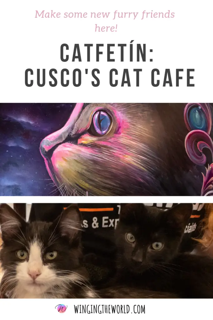 catfetín cusco's cat cafe