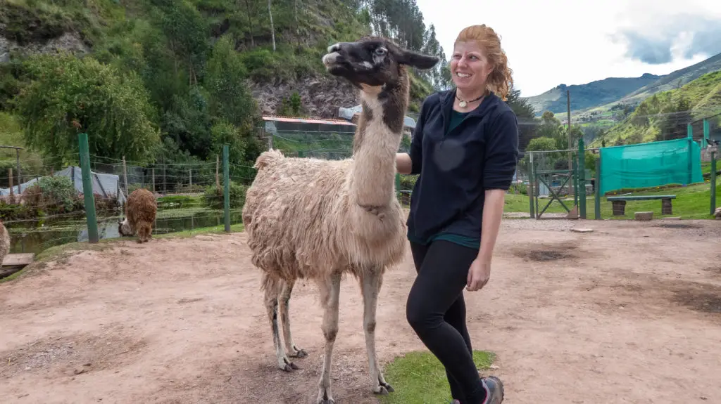 Girl looks awkward next to llama for Instagram photo