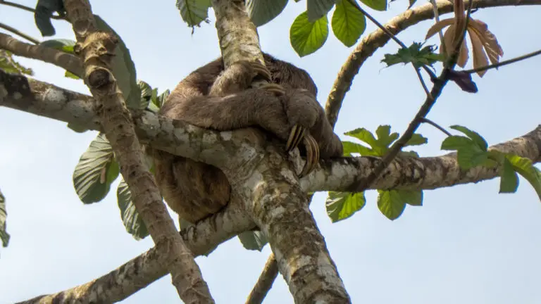 Sloth in tree