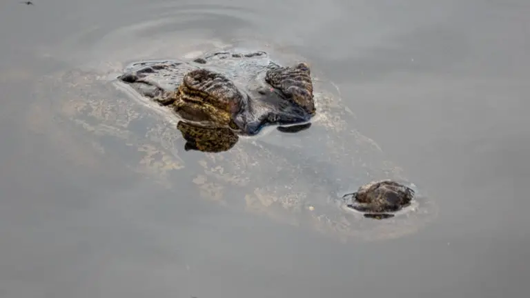 Caiman in water