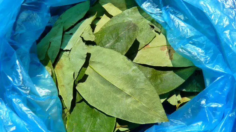 coca leaves