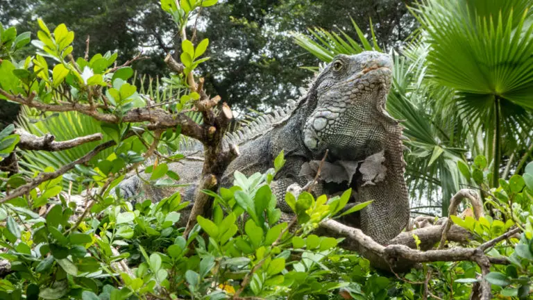 Iguana in Parque Seminario, Guayaquil