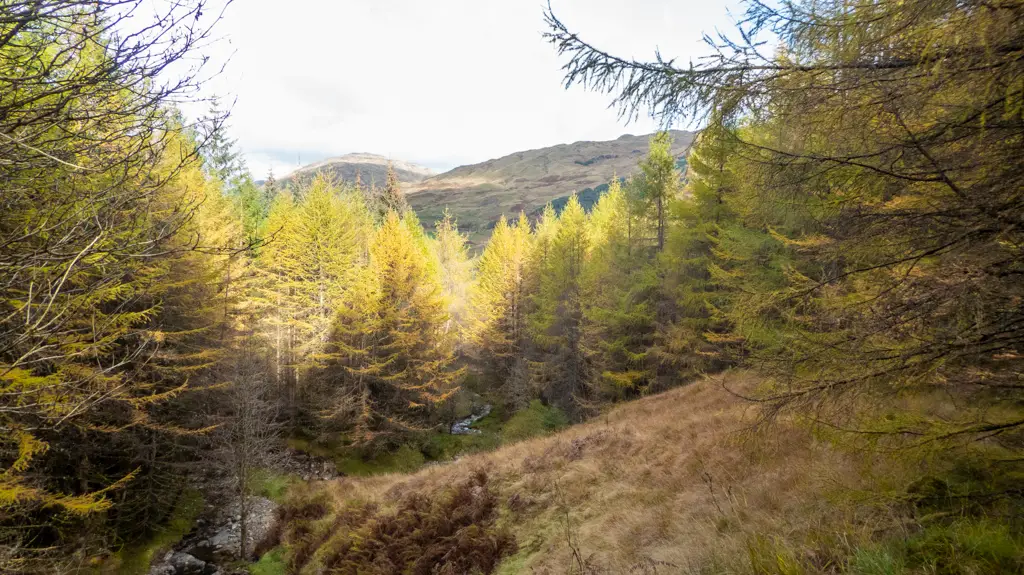 Forested area in Scotland 