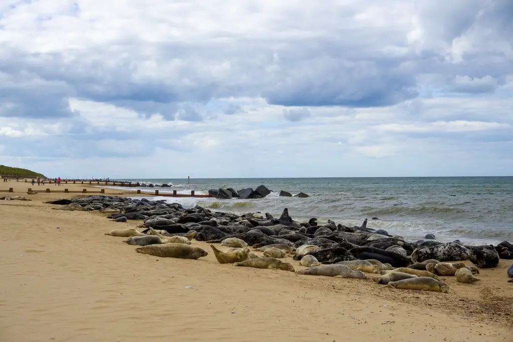 Grey seals on Horsey Beach
