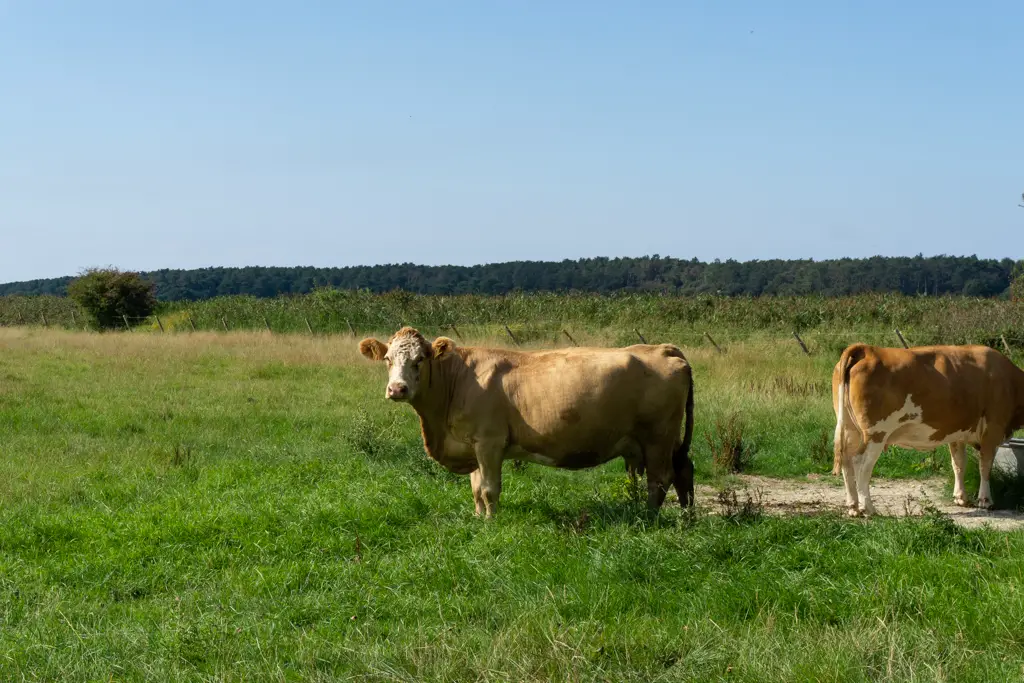 Cattle in Holkham, Norfolk