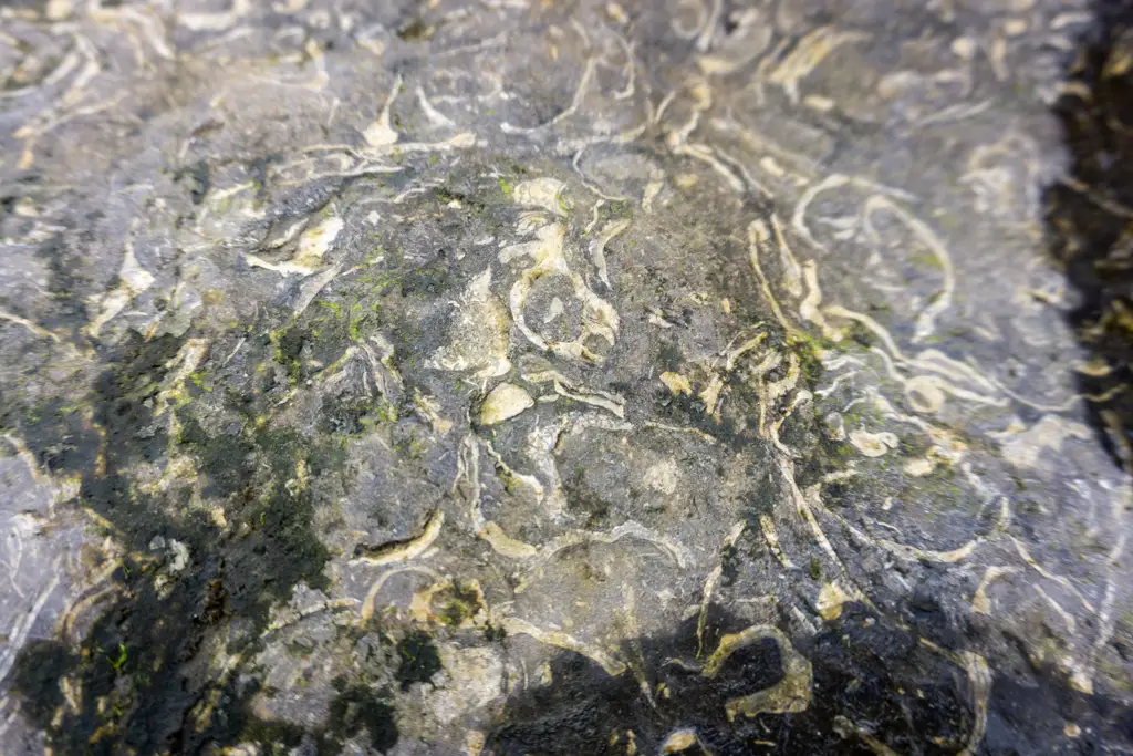 Fossils in rock at An Corran beach