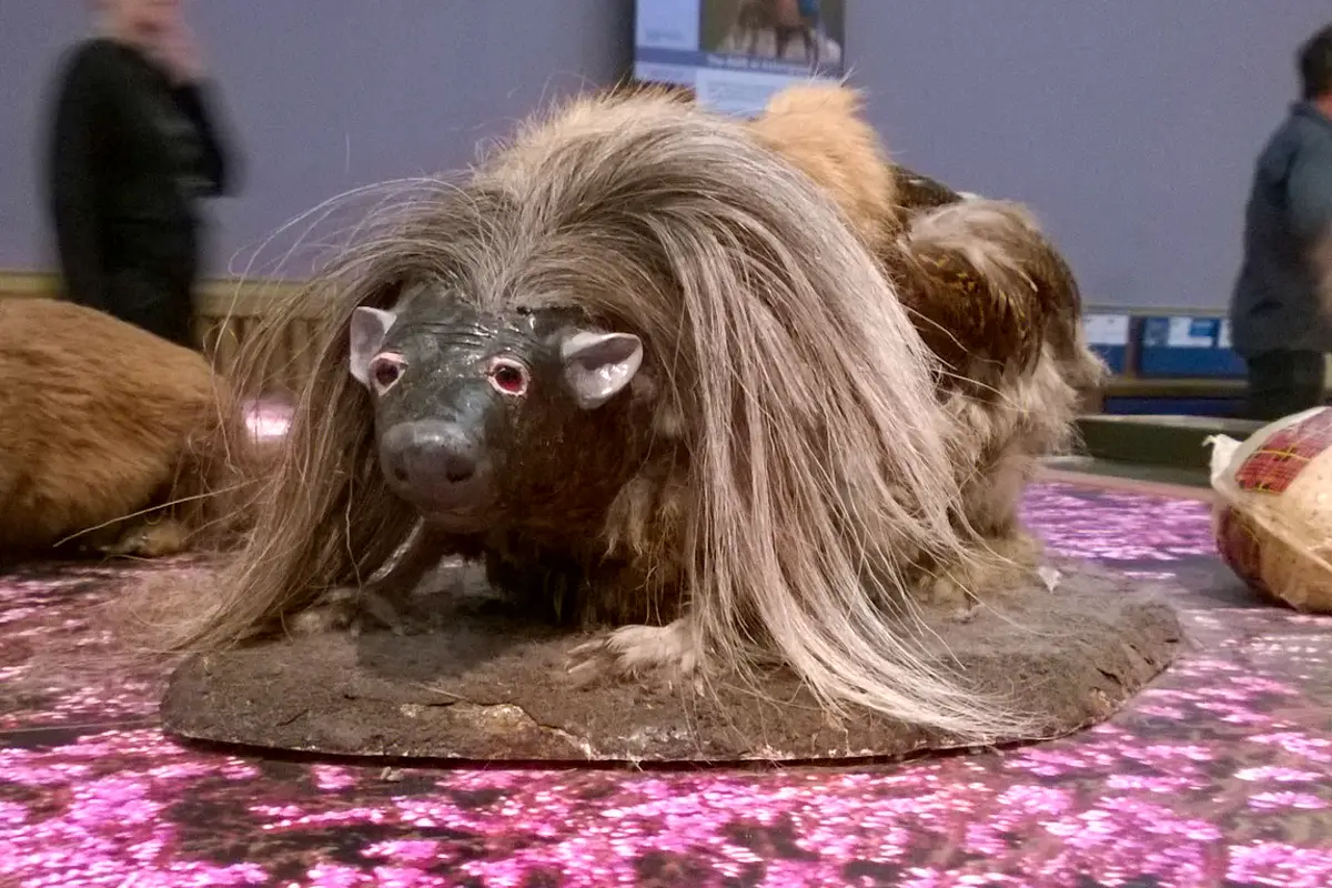 The Legend Behind Scotland's Most Famous Animal: The Wild Haggis