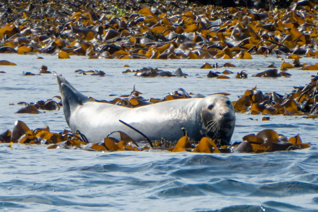 Seals just off Canna