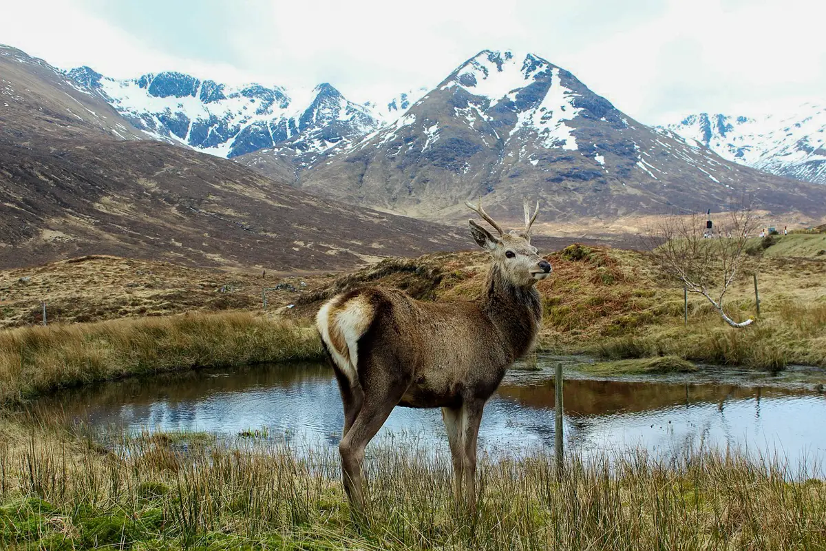 Where to see Wildlife on the Isle of Skye, Scotland