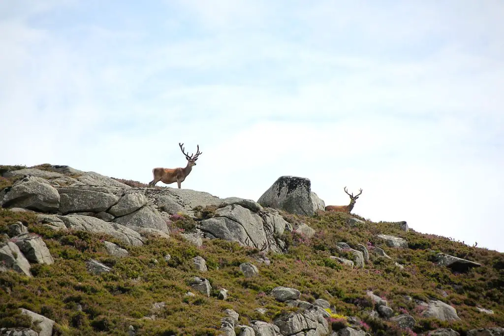 Two deer in Scotland