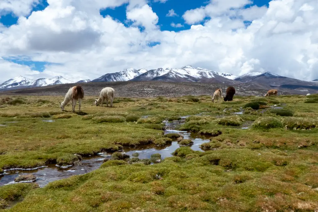 Alpacas in Andes