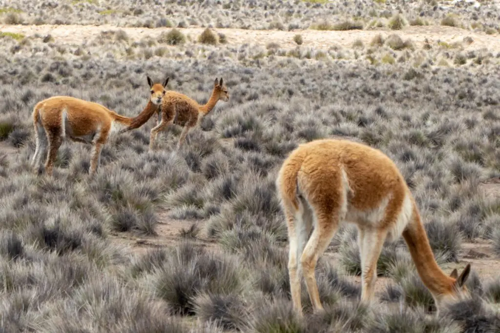 Vicunas outside Arequipa