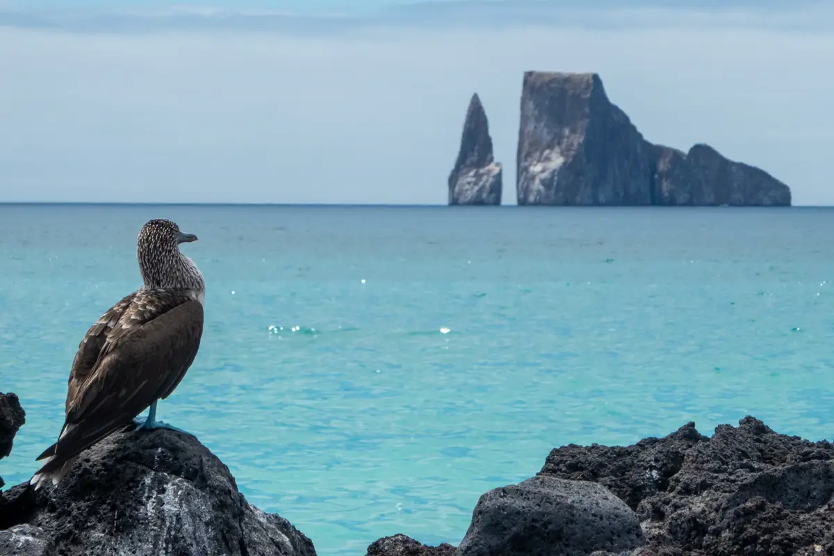 Unique animals of Galapagos