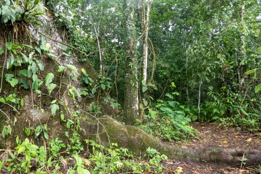 Jungle in Ecuador