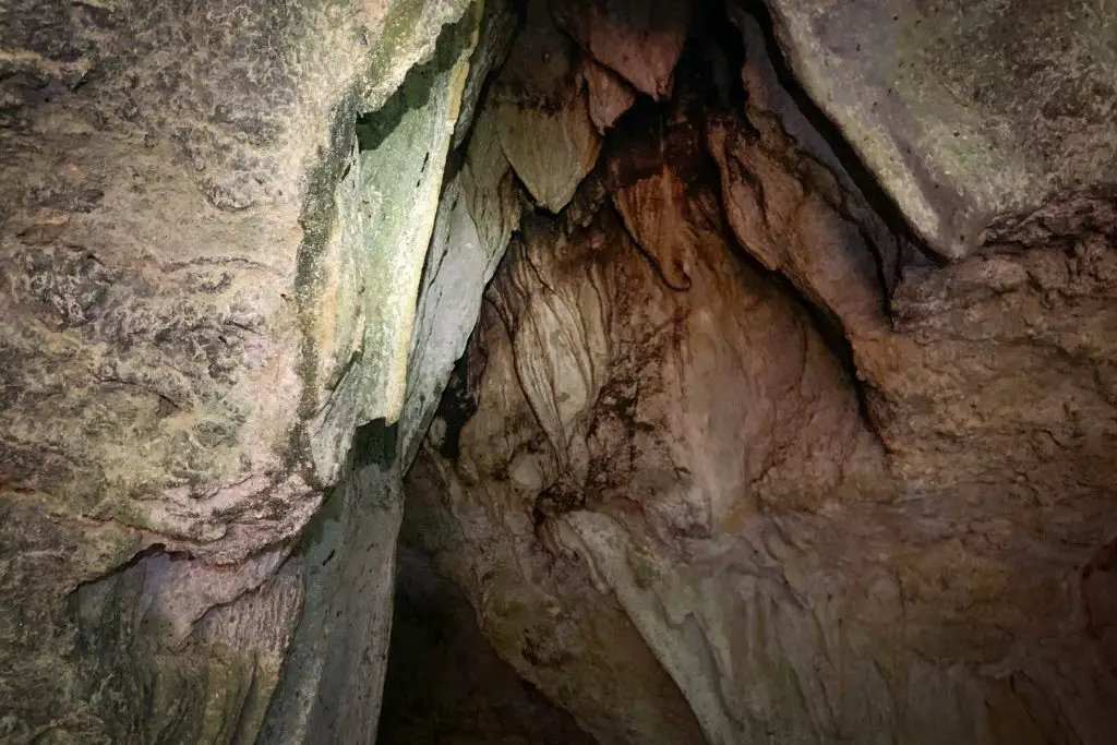 Bats inside cave