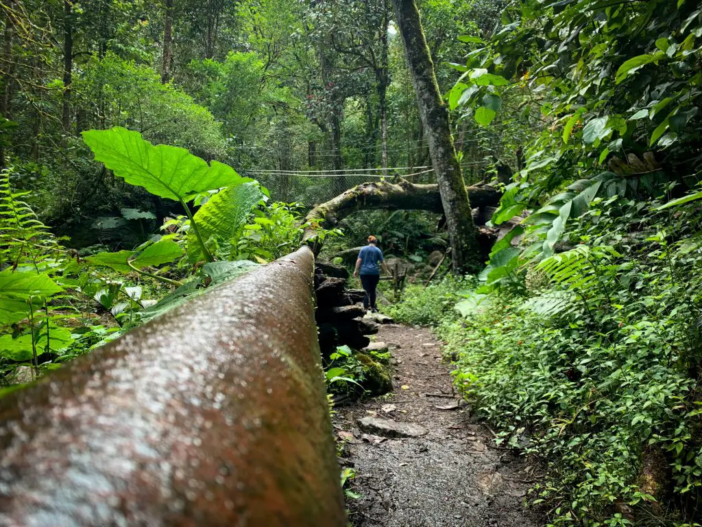 Boquete Pipeline trail