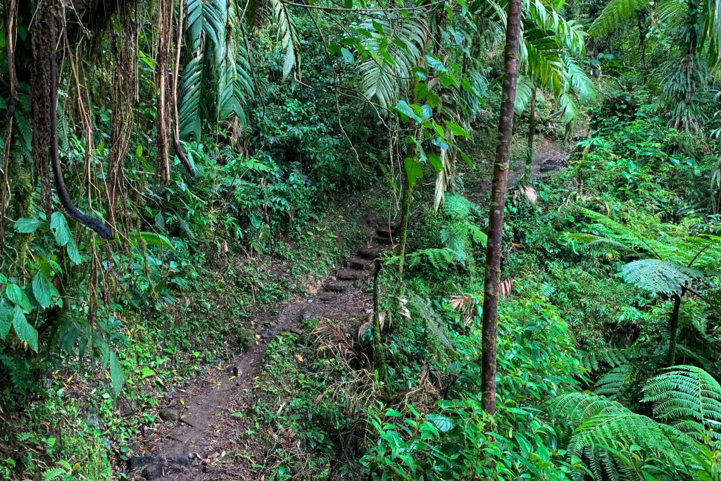 Jungle track