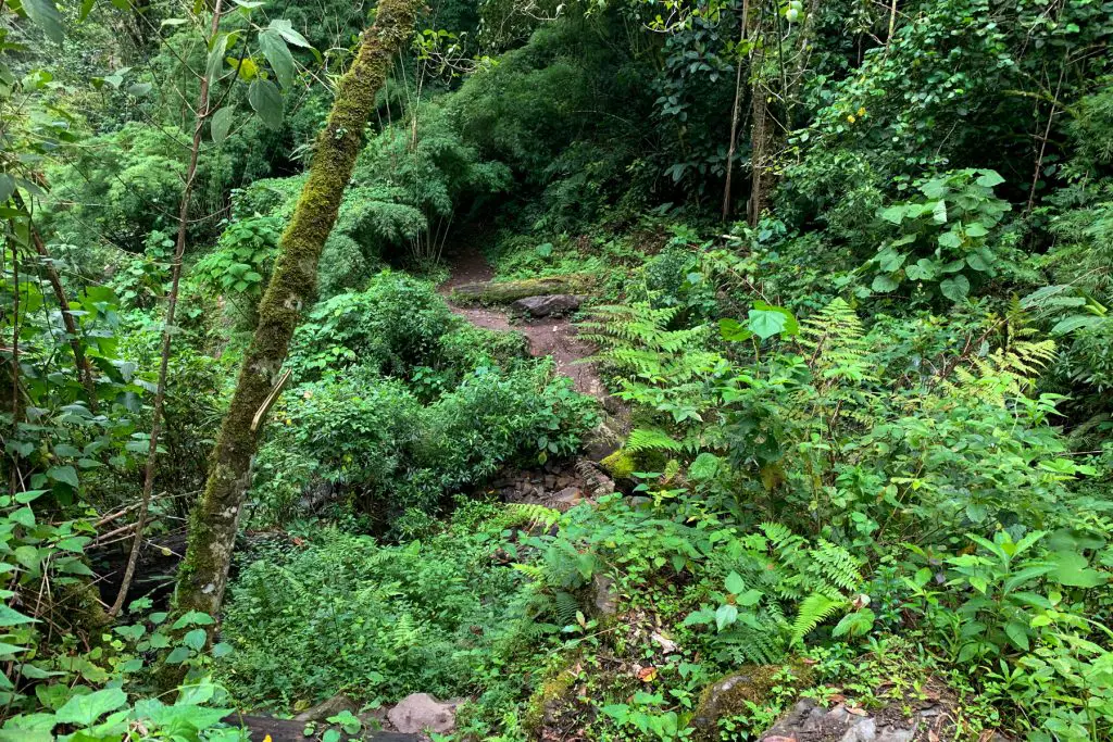 Jungle foliage in Boquete