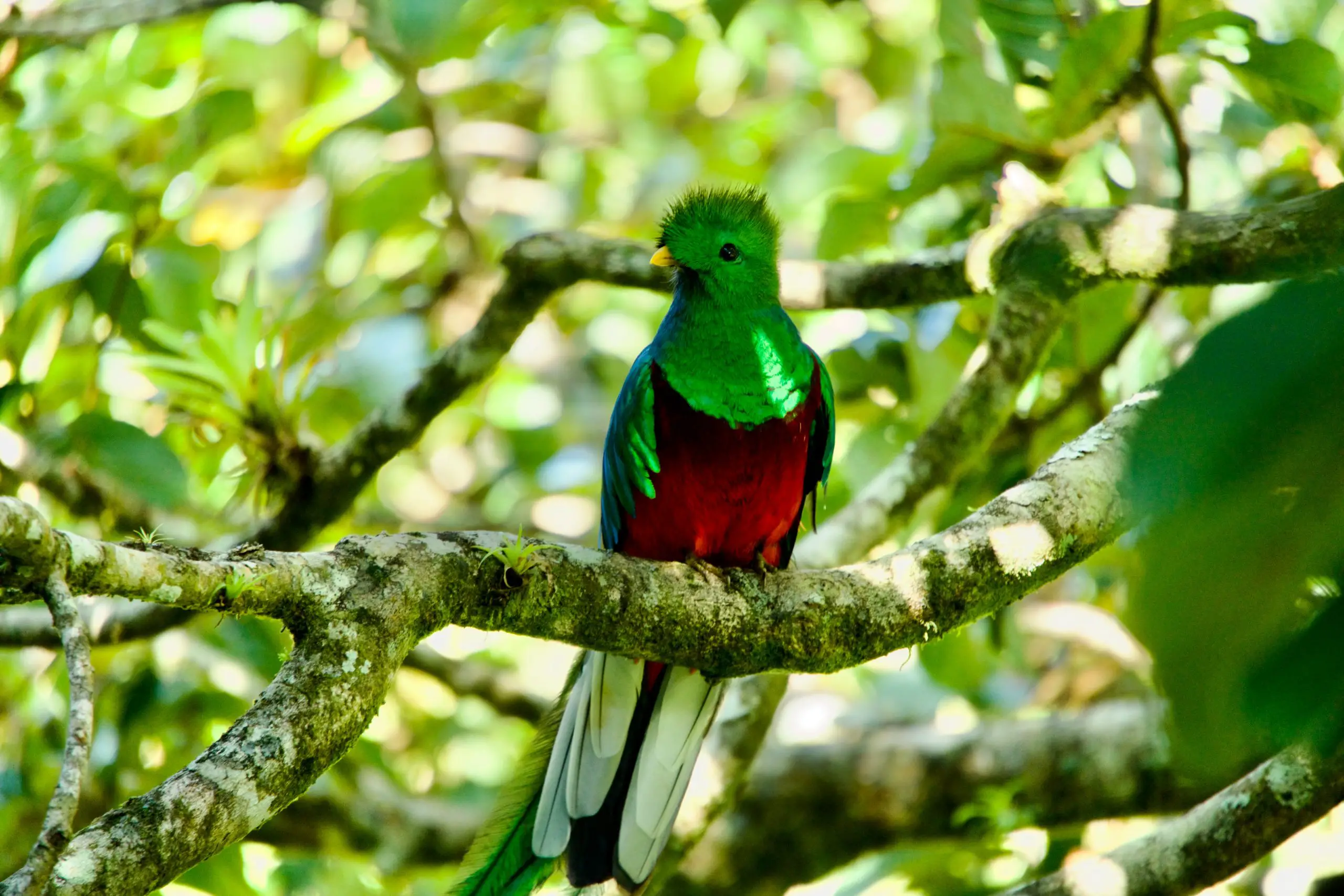 Resplendent Quetzal in tree