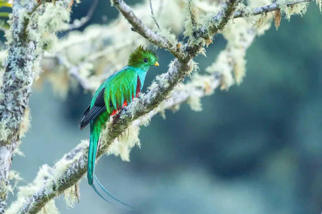 Small resplendent quetzal